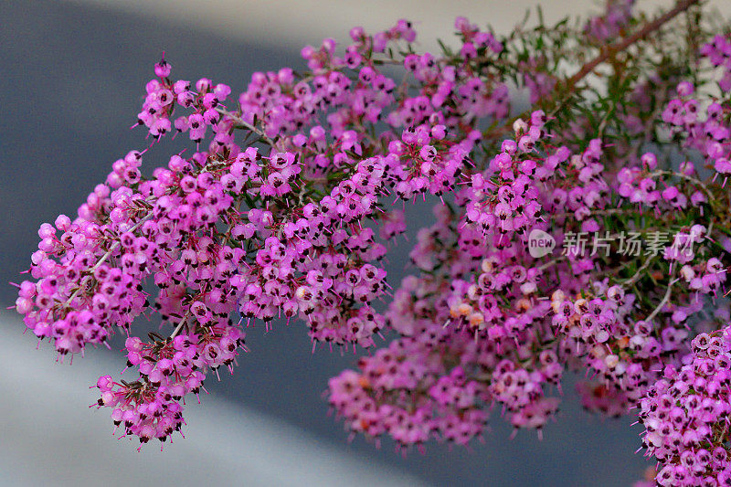 Erica cananaliculata / Channeled Heath /靶心设计Erica / Janome Erica